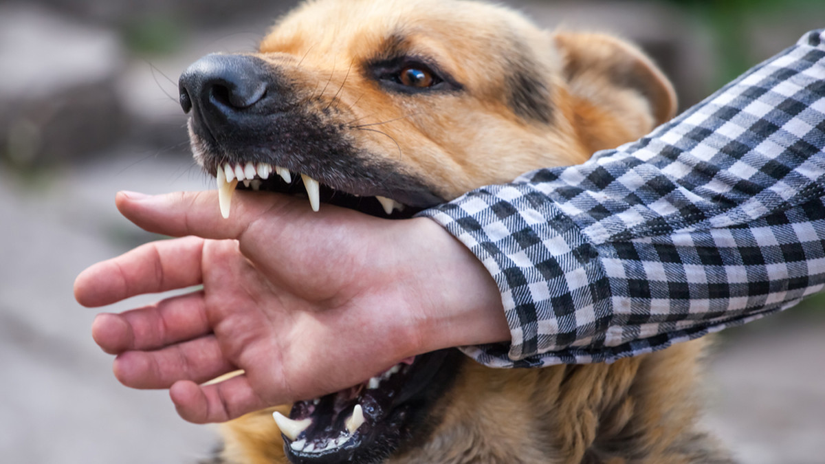 079347800_1601117899-Mitos-dan-Fakta-Rabies-yang-Perlu-Anda-Tahu-shutterstock_662031211