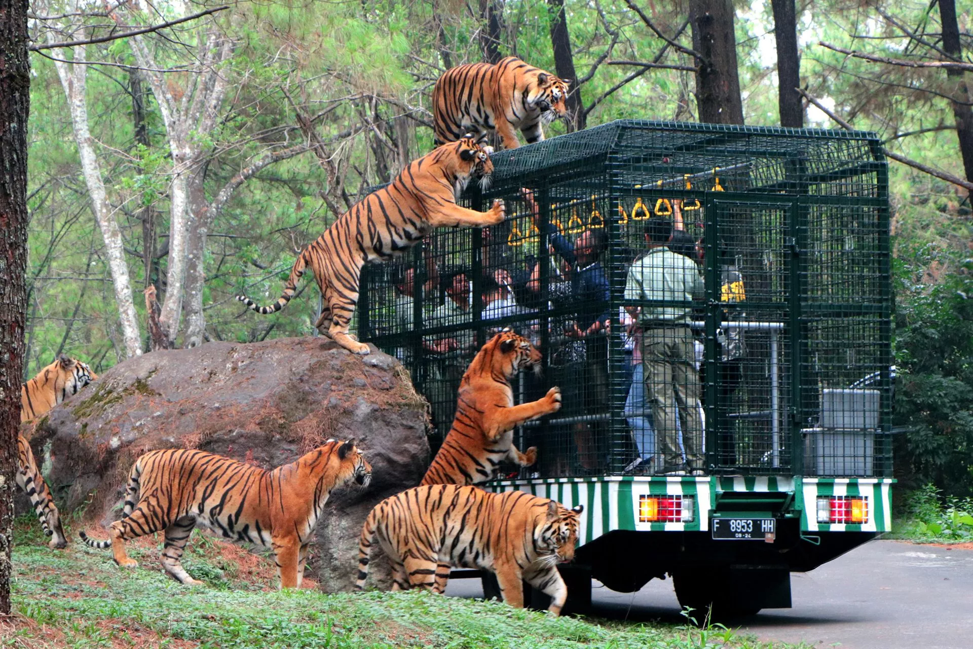 Taman-Safari-Prigen-3