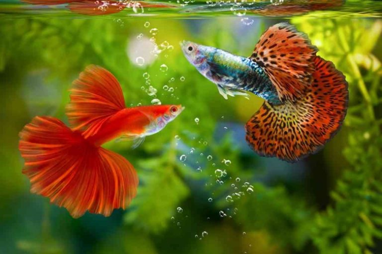 Bisnis Ikan Hias