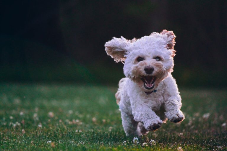 Anjing berlari dengan ceria di taman, menikmati udara segar