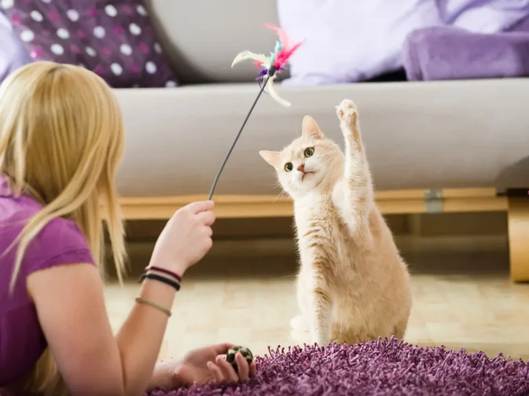 Kucing bermain dengan pemiliknya, momen kebersamaan yang menyenangkan.